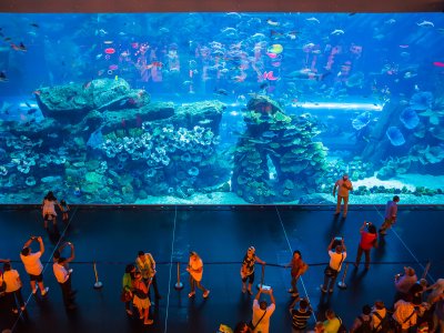 See the aquarium with the world’s largest glass area in Dubai
