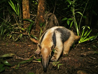 See a tamandua in Cancun