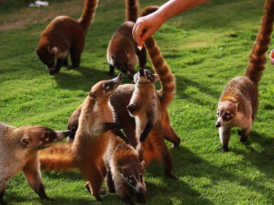 Feed coatis in Cancun