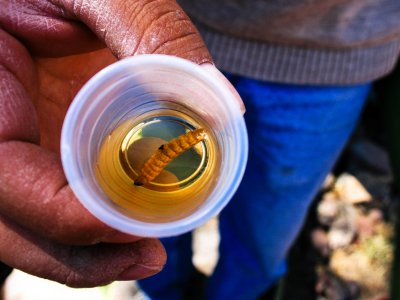 Taste mezcal in Mexico City