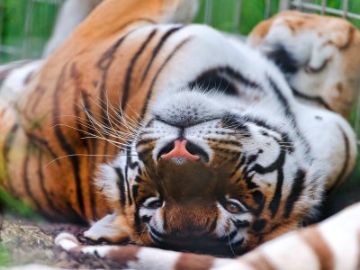 See a Bengal tiger in Dubai