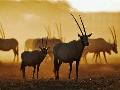 Take safari on Sir Bani Yas in Abu Dhabi