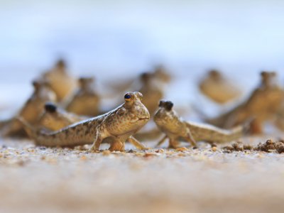 See a mudskipper in Phuket