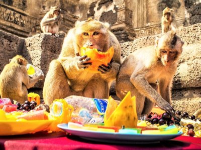 Lopburi Monkey City
