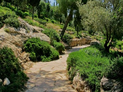 The Garden of Gethsemane