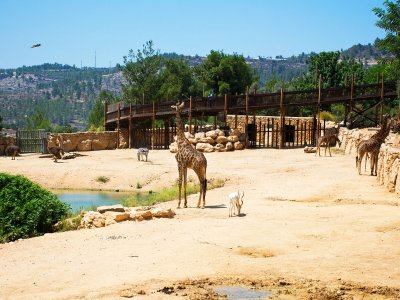The Biblical Zoo