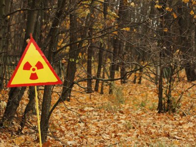 The Red Forrest in Chernobyl