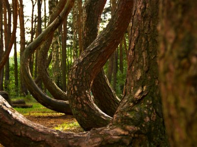 Crooked Forest