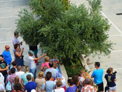 Friendly Olive Tour