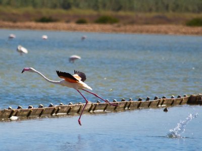 Flamingo Segway tour