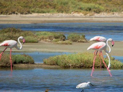 Flamingo Bike tour