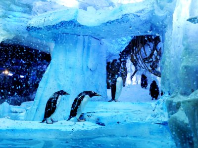 Dubai Aquarium & Underwater Zoo and SEGA Republic